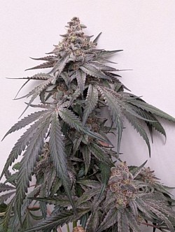 Black Ice ( Kush Mintz x Jamaican Ice) ♀️