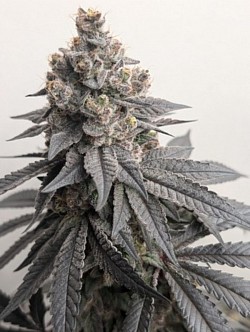 Dark Lotus (White Lotus x Dark Rainbow) ♀️