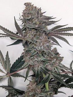 Enigma ( Mac1 x Tropicana Cookies)♀️