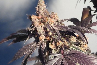 Purple Urkle 25'